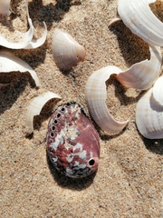 Haliotis spadicea