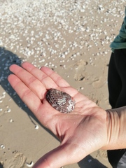 Haliotis spadicea