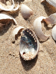 Haliotis spadicea