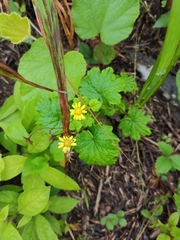 Sinosenecio oldhamianus