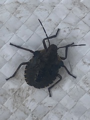 Pentatoma rufipes