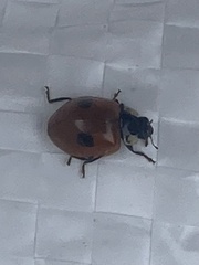 Adalia bipunctata