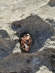 Aonyx capensis capensis