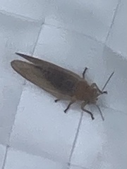 Pterygota