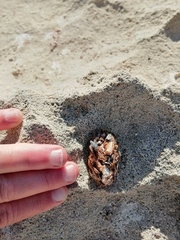 Aonyx capensis capensis