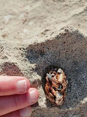 Aonyx capensis capensis