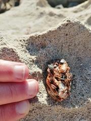 Aonyx capensis capensis