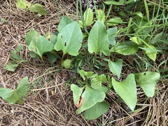 Calystegia atriplicifolia