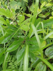 Angelica decursiva