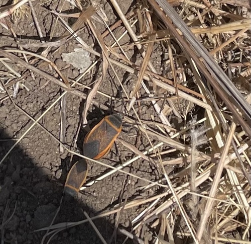 iNaturalist observation photo of California Bordered Plant Bug