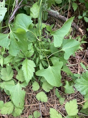 Calystegia atriplicifolia