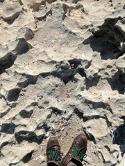 Aonyx capensis capensis