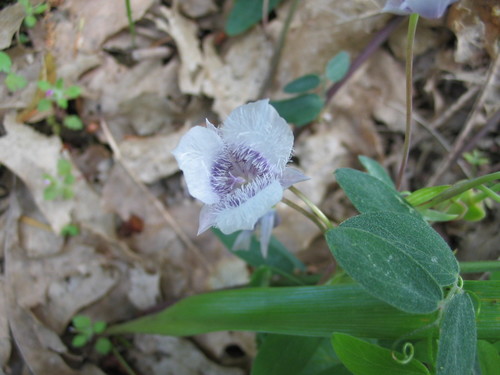 iNaturalist observation photo of Tolmie's pussy ears