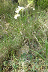 Thalictrum tuberosum