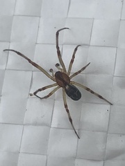 Araneae