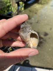 Stramonita canaliculata