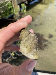 Stramonita canaliculata