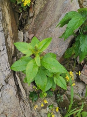 Lysimachia clethroides