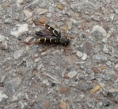 Xylotrechus antilope