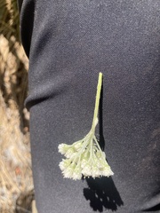 Antennaria argentea