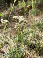 Antennaria argentea