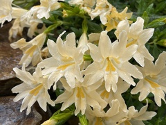 Diplacus grandiflorus