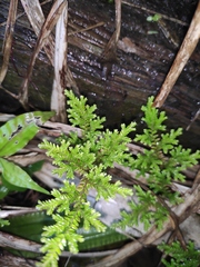 Selaginella tamariscina
