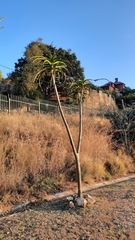 Aloidendron barberae