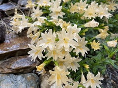 Diplacus grandiflorus