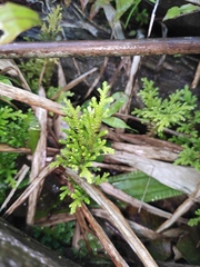 Selaginella tamariscina
