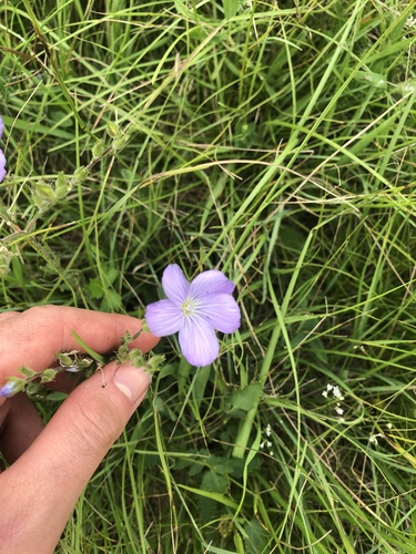 Linum hirsutum (Linum hirsutum)