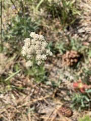 Antennaria argentea