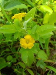 Oxalis frutescens