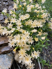 Diplacus grandiflorus