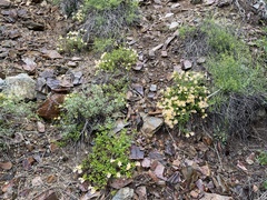 Diplacus grandiflorus