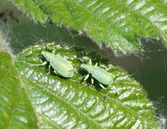 Polydrusus planifrons