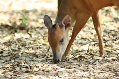 Cephalophorus natalensis natalensis