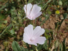 Malva hispanica
