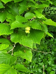 Corylus
