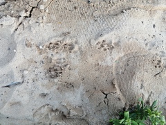 Cynictis penicillata