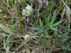 Trifolium longipes