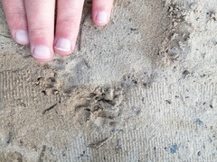 Cynictis penicillata