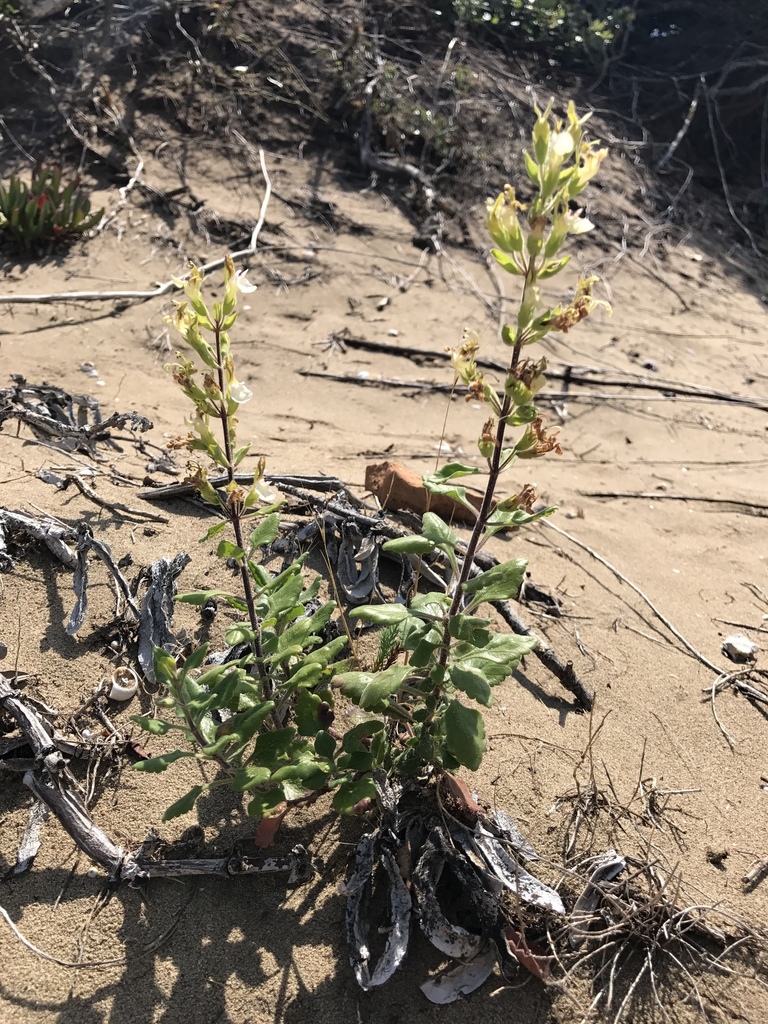 Yellow Germander