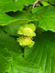 Corylus