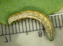 Sympistis badistriga