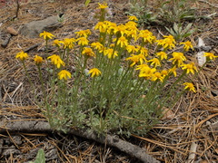 Eriophyllum lanatum integrifolium