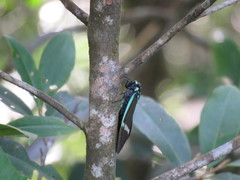 Formotosena seebohmi