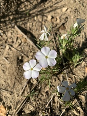 Phlox andicola