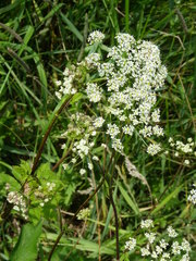 Aegopodium podagraria