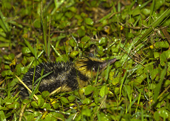 Hemicentetes semispinosus